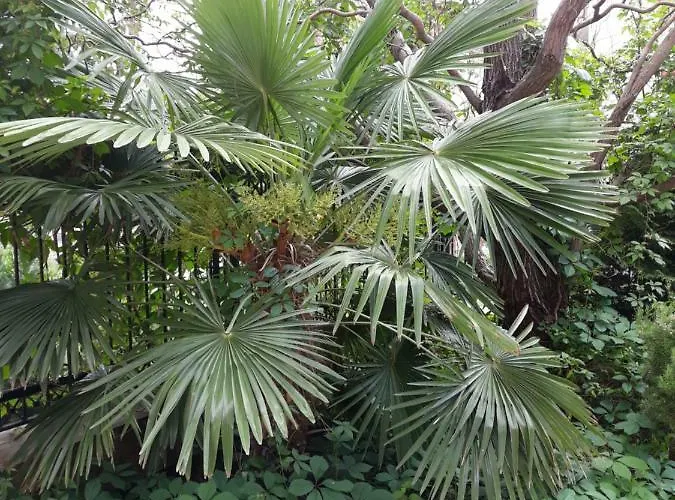 דירה теа סנדנסקי